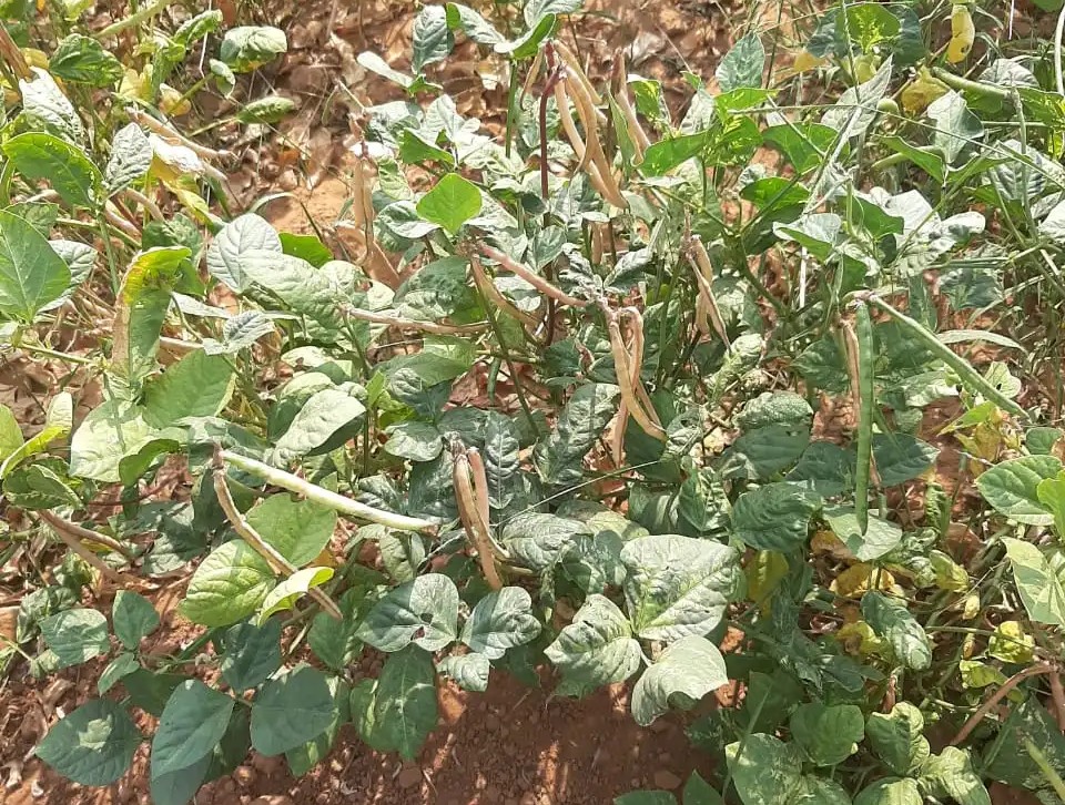 Seed photo