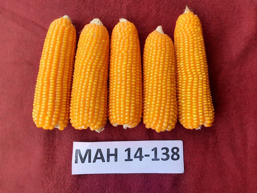 Seed photo