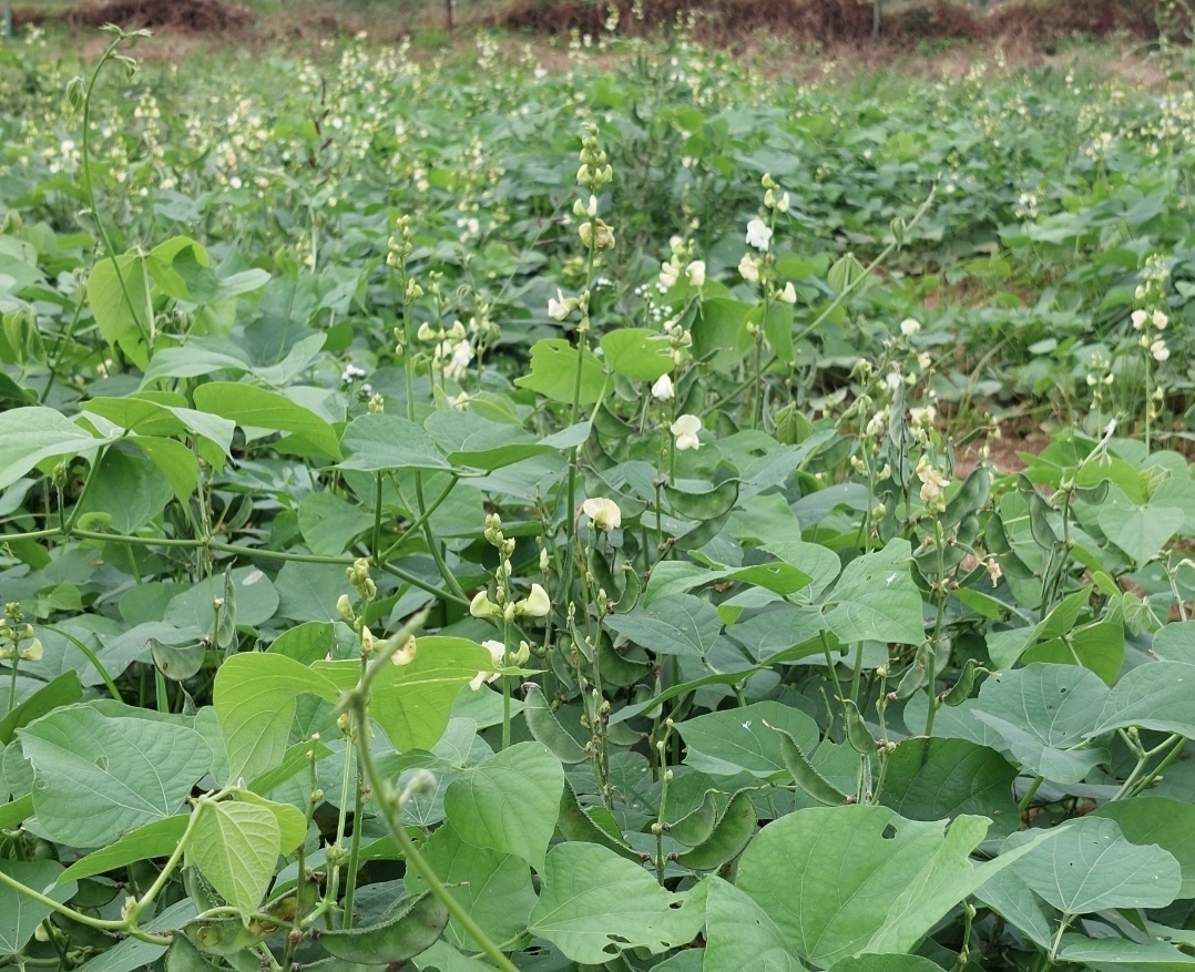 Seed photo