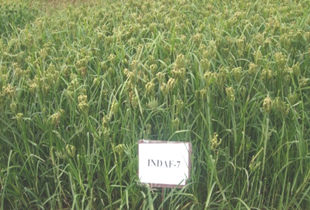 Seed photo