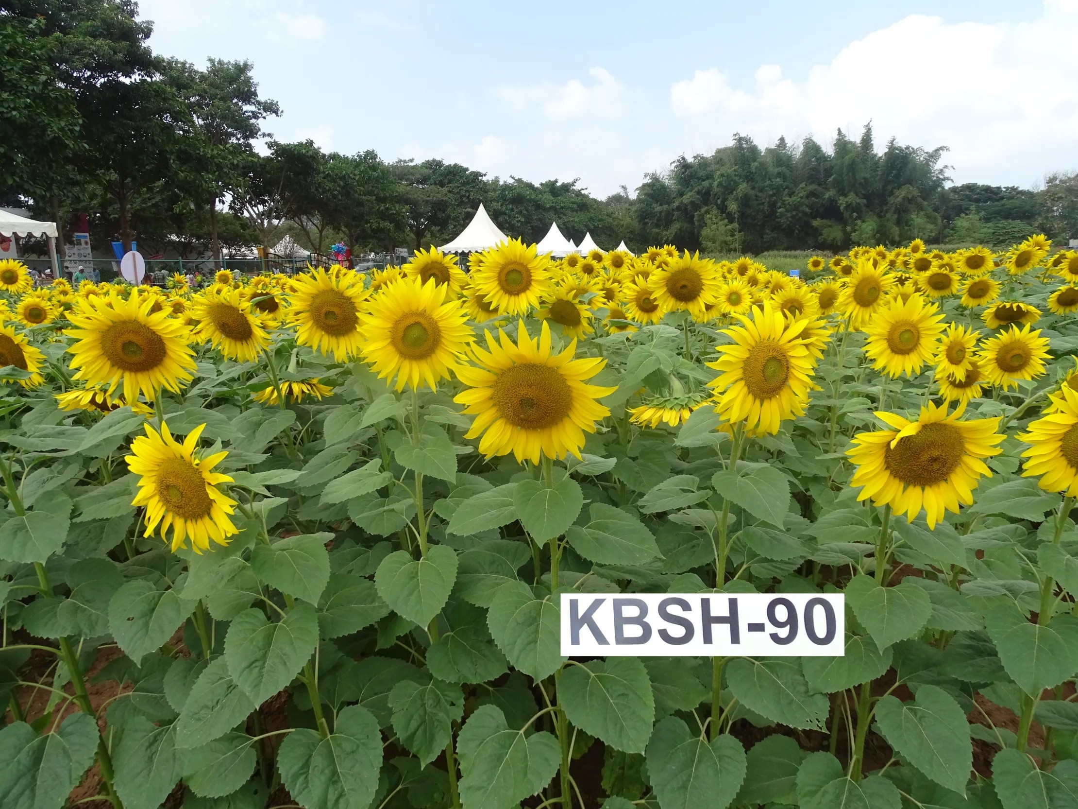 Seed photo