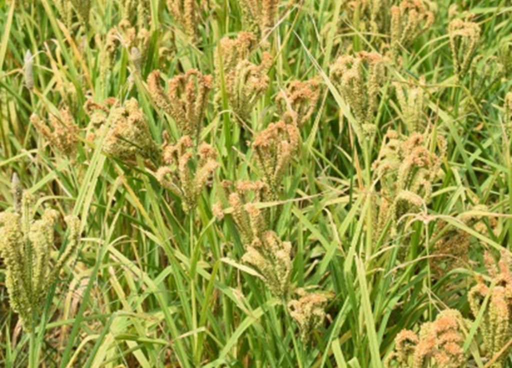 Seed photo